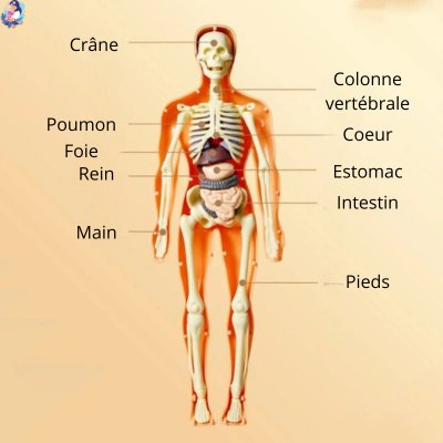 Jeu corps humain - bebemam.com